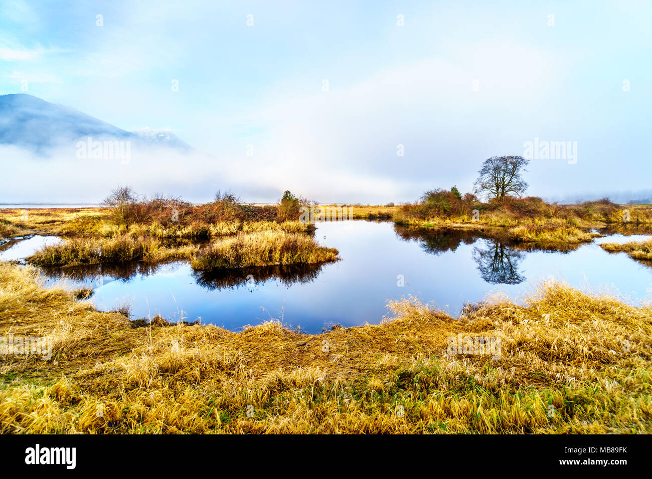 Le brouillard qui plane au-dessus de la rivière Pitt et les eaux des Pitt-Addington Marsh en Pitt Polder près de Maple Ridge en Colombie-Britannique, Canada Banque D'Images