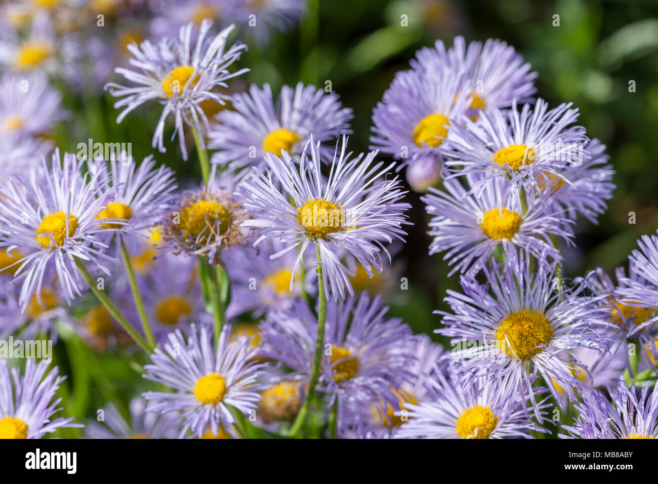 New York, Höstaster Aster (Aster novi-belgii) Banque D'Images