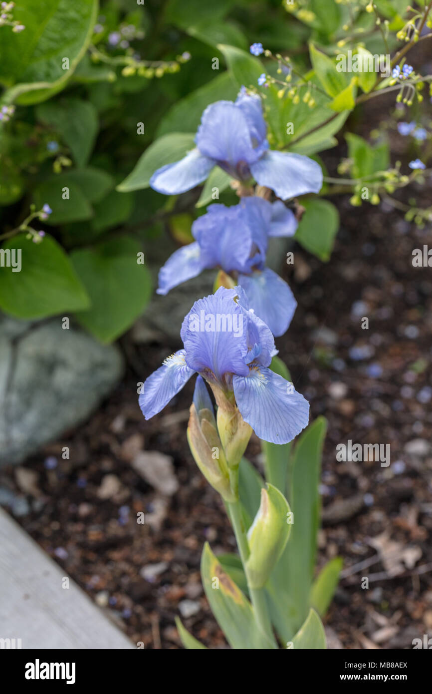 'Blue Denim' Iris nain, Dvärgiris (Iris pumila) Banque D'Images