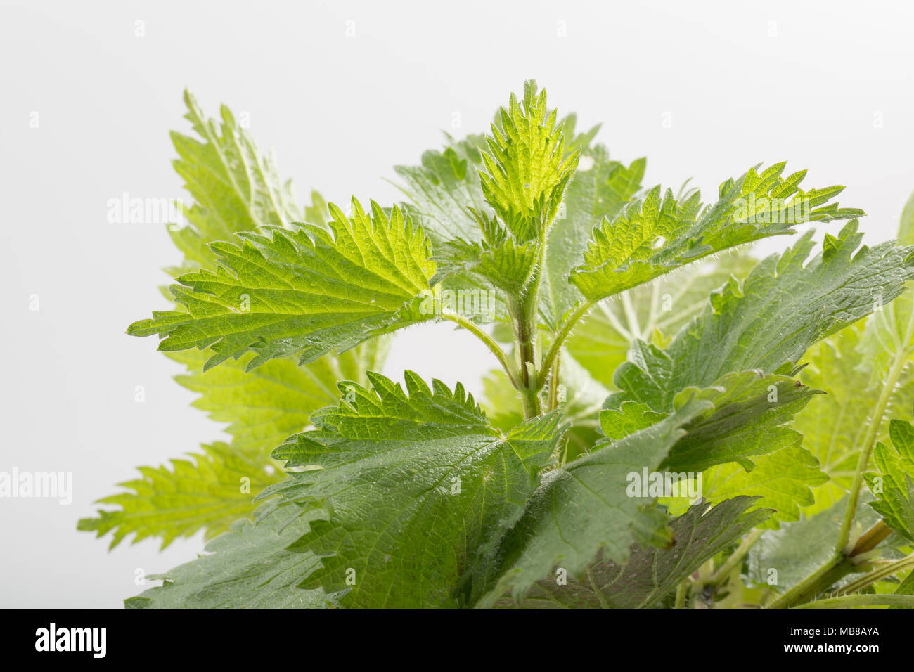 L'ortie, Urtica dioica, sur un fond blanc, Dorset, Angleterre, Royaume-Uni. Les orties sont comestibles et leurs piqûres contiennent de l'acide formique et d'histamines ainsi qu'ot Banque D'Images