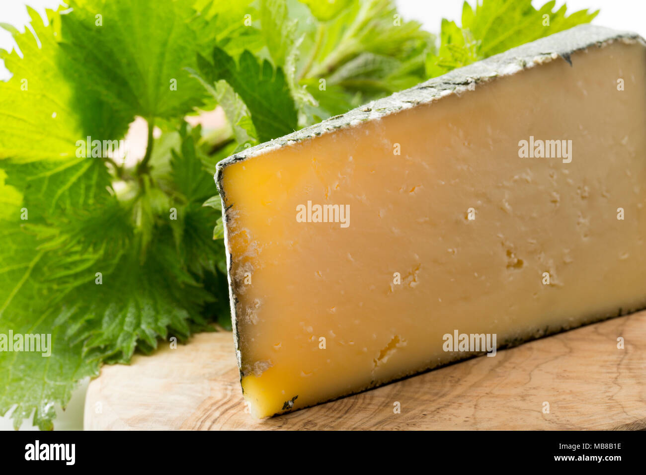 Cornish Yarg est un fromage au lait de vache et est enveloppée d'orties avant son échéance. On voit ici sur une planche avec des orties. UK Banque D'Images