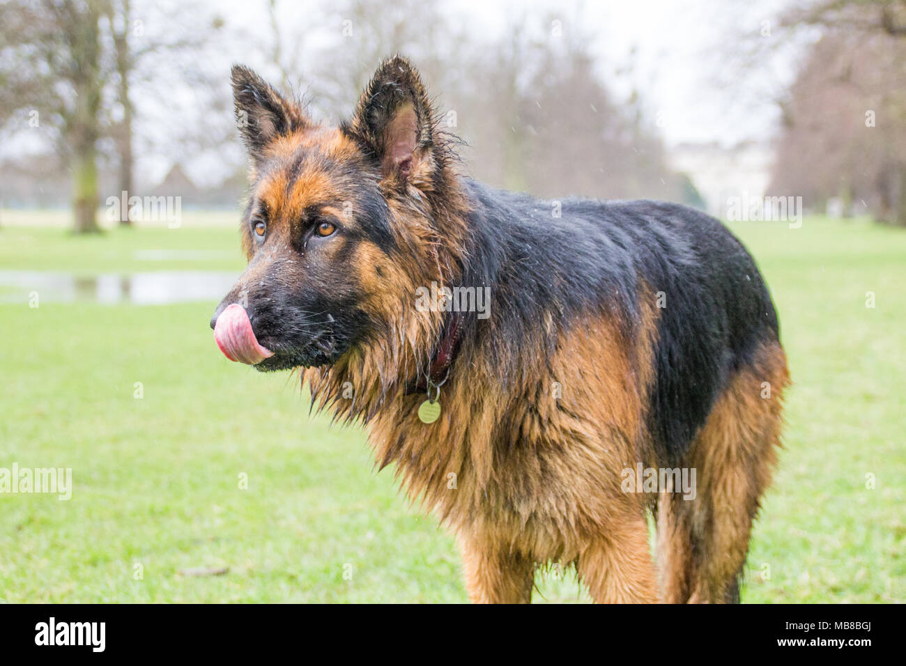 Zeus le Berger Allemand Banque D'Images