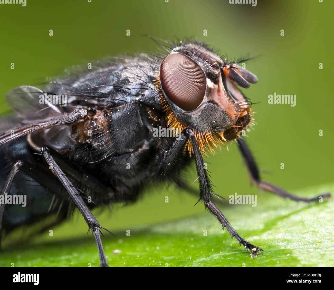 (Mouche Calliphora vomitoria) close up montrant les poils jaunes de diagnostic sur la tête. Tipperary, Irlande Banque D'Images