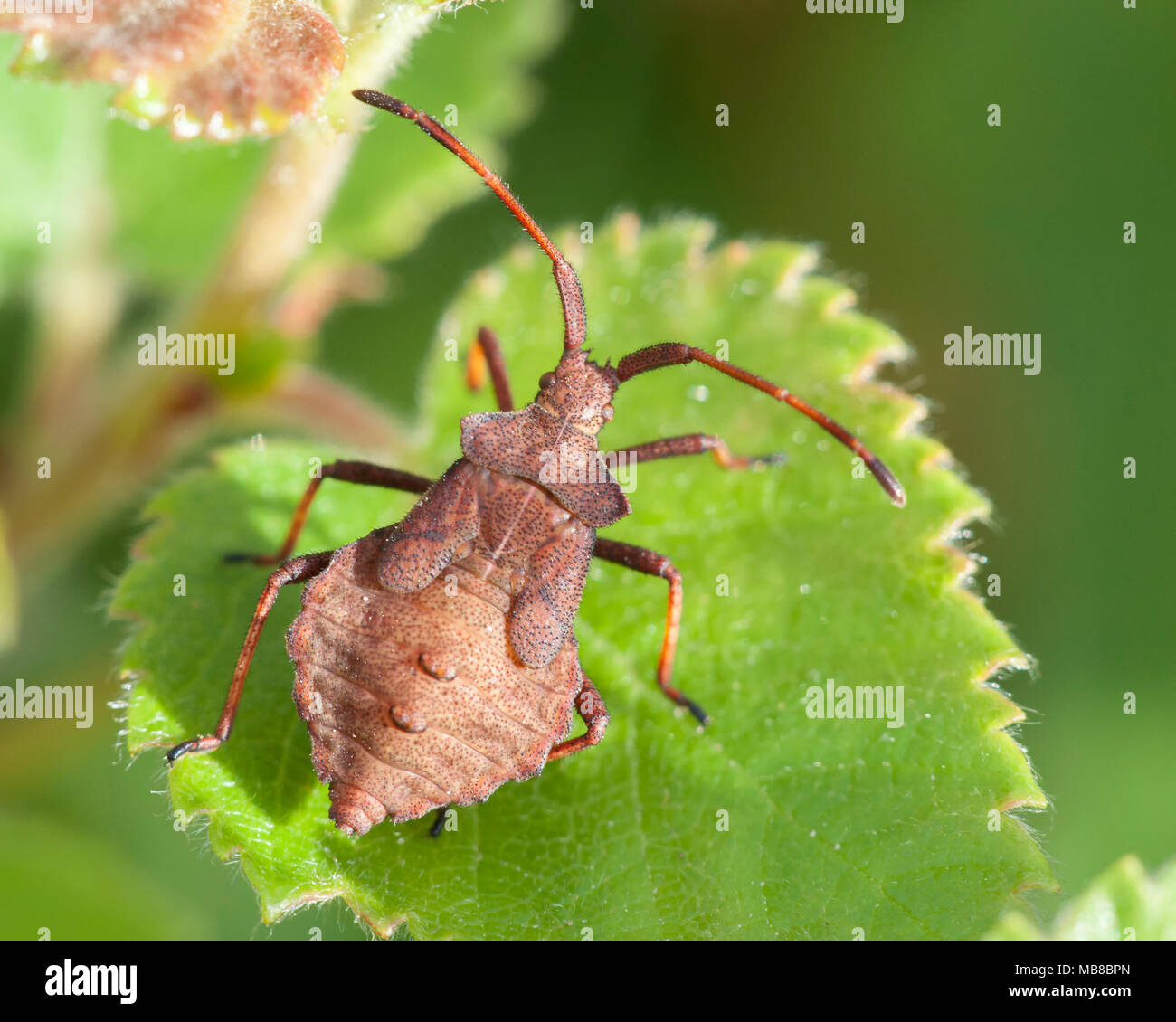 Nymphe Bug Dock (Coreus marginatus). Vue dorsale du spécimen sur feuille. Tipperary, Irlande Banque D'Images