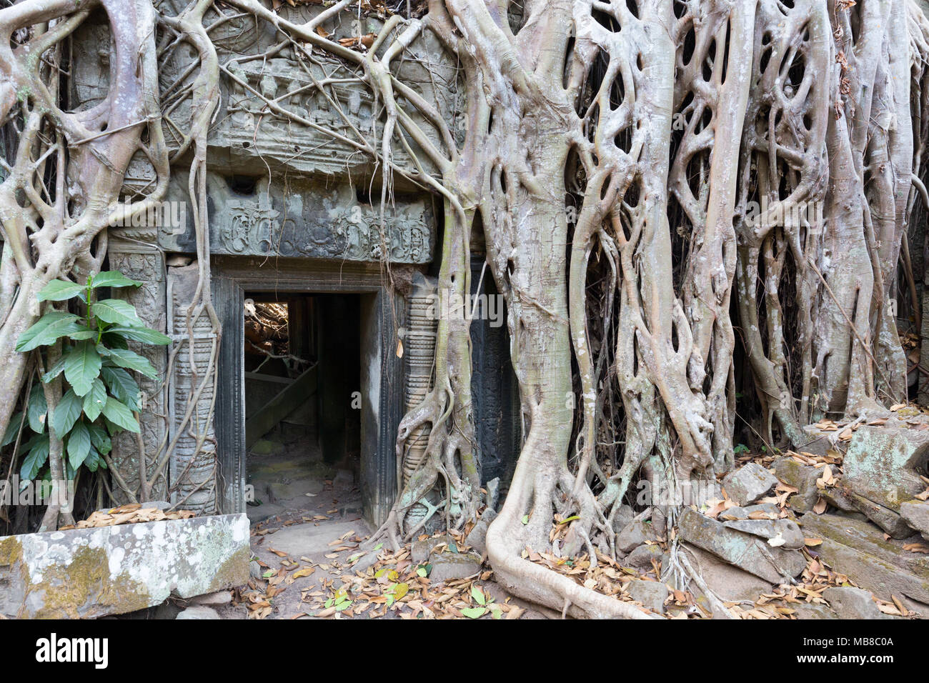 Ta Prohm, temple bouddhiste en ruine du 12ème siècle, site d'Angkor, la Province de Siem Reap, Cambodge l'Asie (voir aussi droit MO8C0F) Banque D'Images