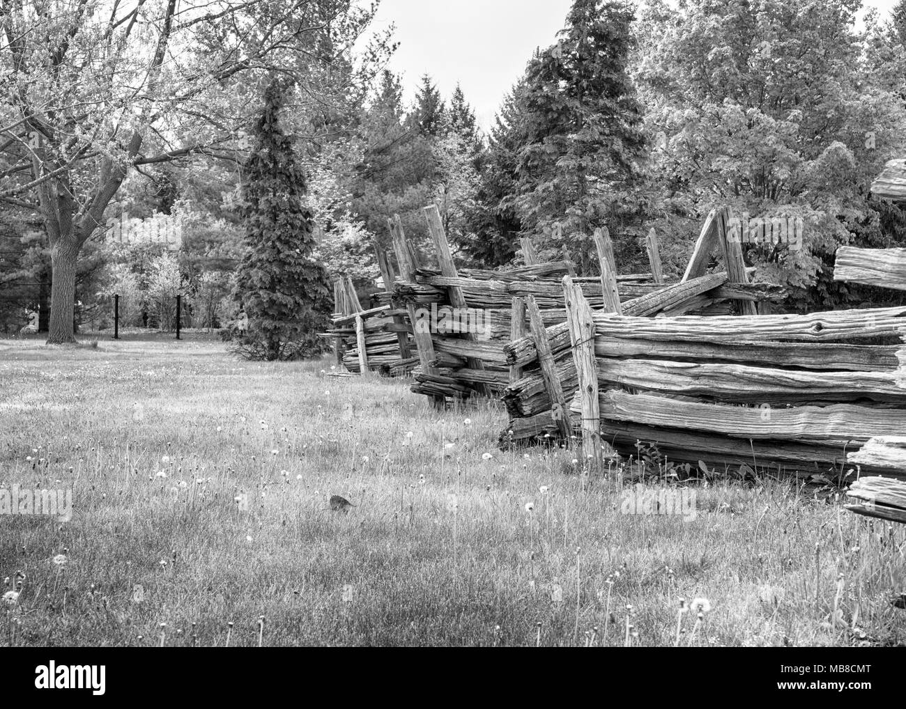 Une clôture en lisse dans un pâturage de graminées vertes avec des arbres en arrière-plan. Banque D'Images