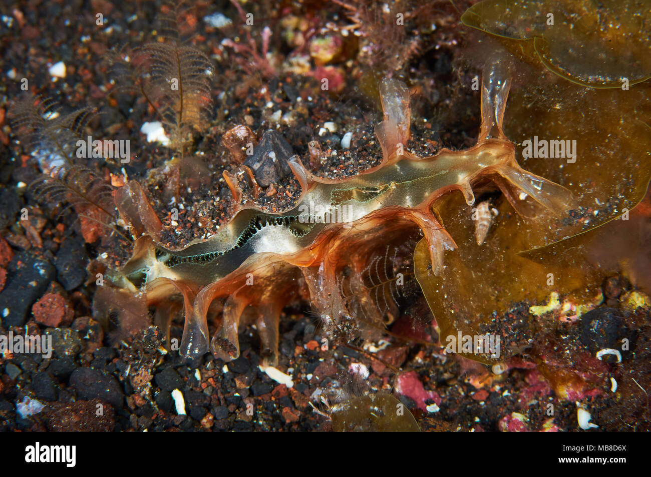 Stylo rugueux shell (Pinna rudis) à Mar de las Calmas Marine Reserve (El Hierro, Îles Canaries, Espagne) Banque D'Images