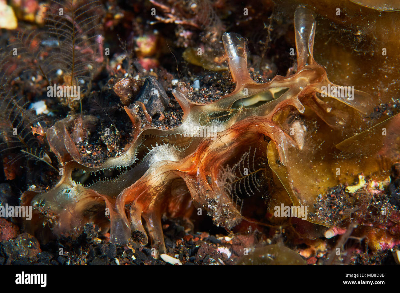 Stylo rugueux shell (Pinna rudis) à Mar de las Calmas Marine Reserve (El Hierro, Îles Canaries, Espagne) Banque D'Images