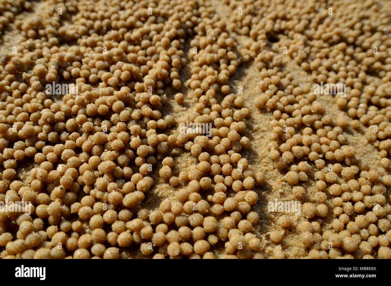 Boules de crabe sur la plage de sable Banque D'Images