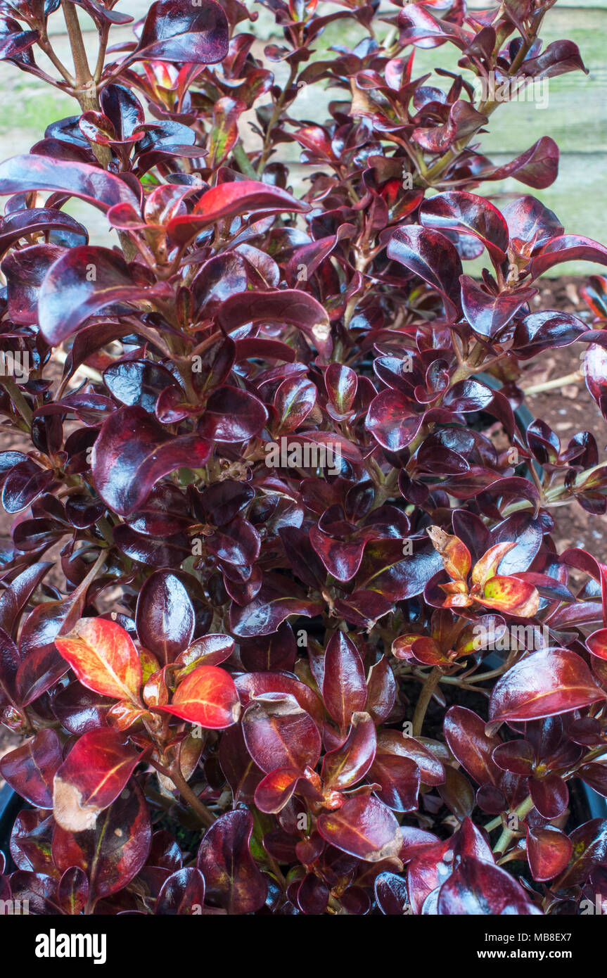 Coprosma 'Tequila Sunrise' est un arbuste compact à feuilles persistantes avec les feuilles qui passent du vert au jaune jusqu'au rouge foncé et orange rouge toute l'année. Banque D'Images