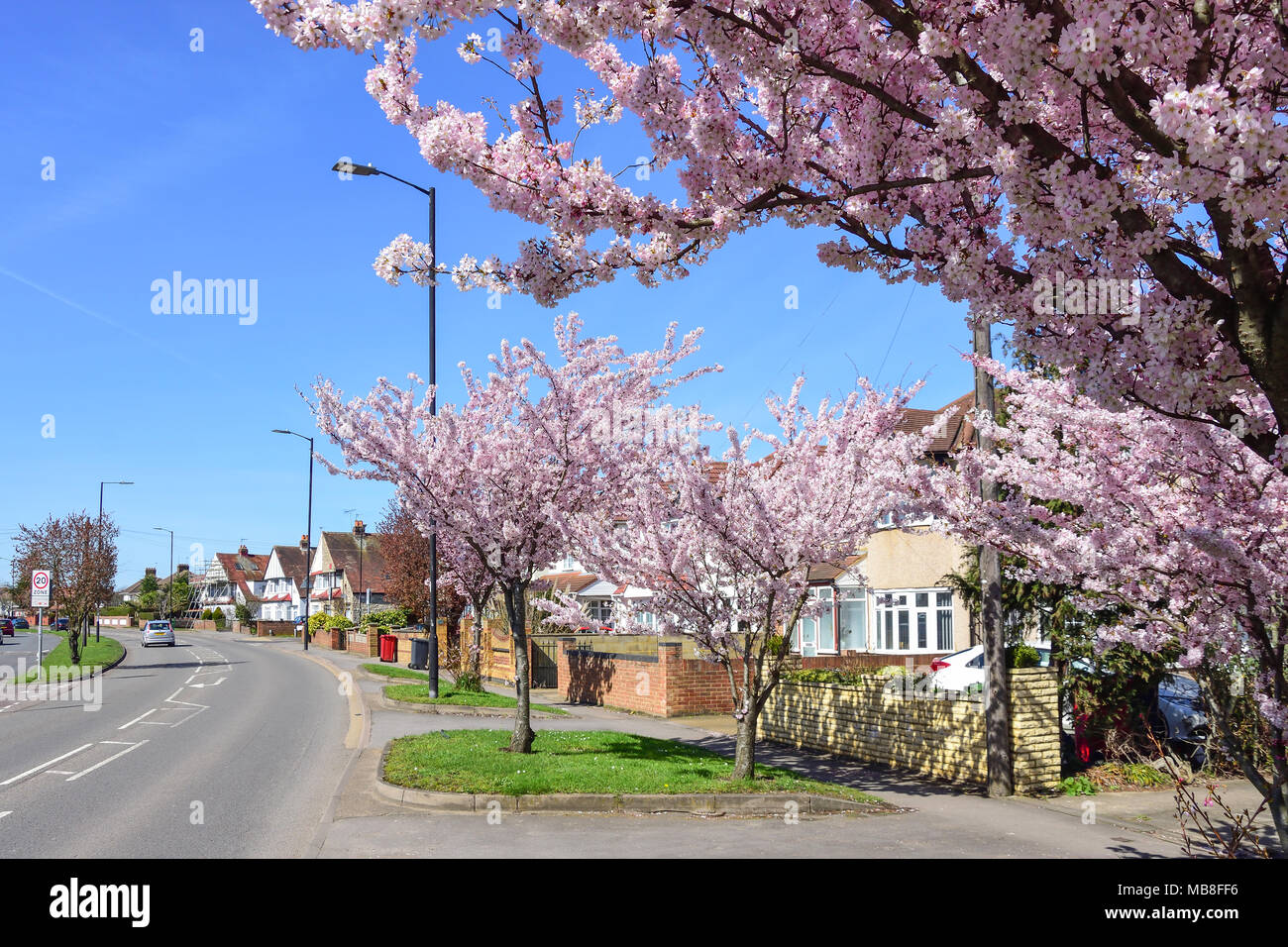 Scène de rue à l'oranger en fleurs, Stoke Poges Lane, Slough, Berkshire, Angleterre, Royaume-Uni Banque D'Images