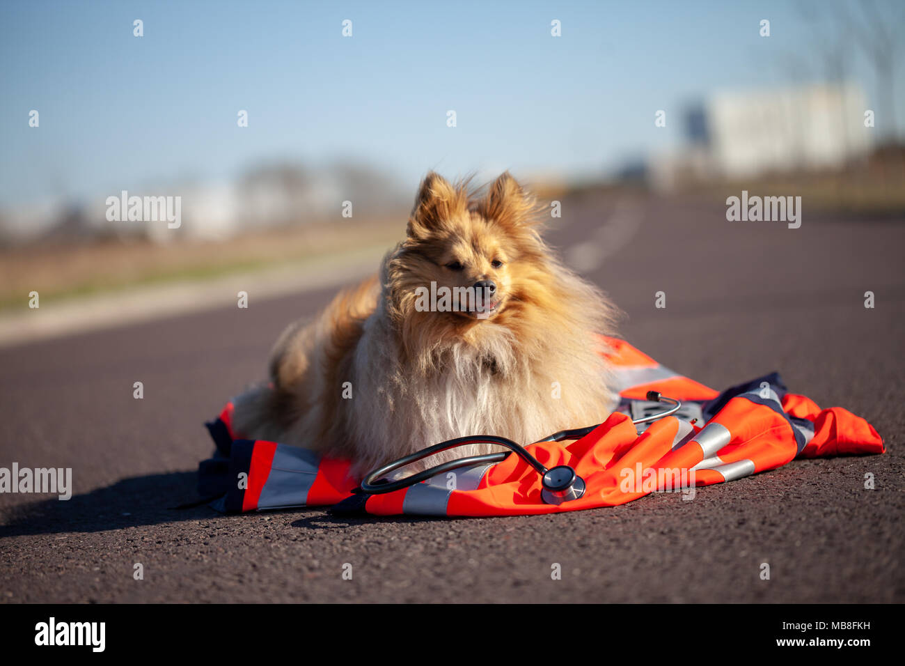 Chien de sauvetage est allongé sur une veste rouge medic Banque D'Images