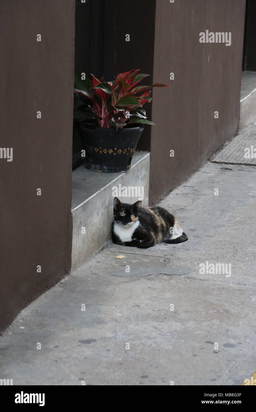 Chat dans Casco Viejo Panama Banque D'Images