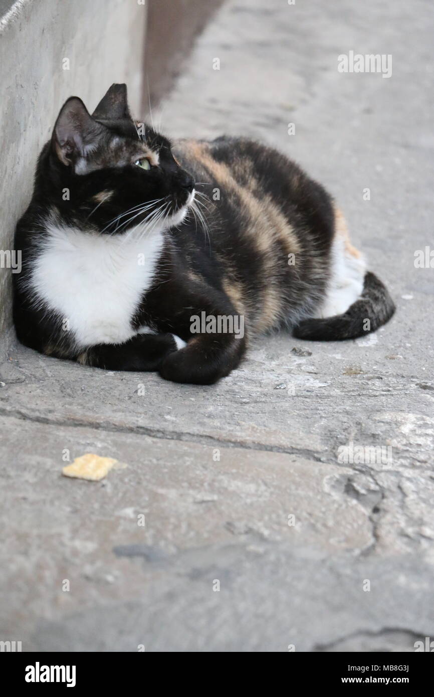 Chat dans Casco Viejo Panama Banque D'Images