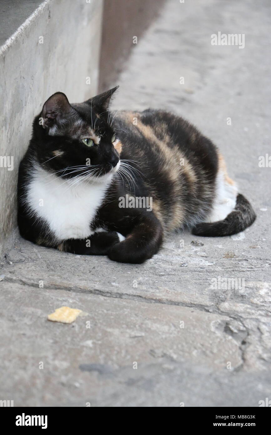 Chat dans Casco Viejo Panama Banque D'Images