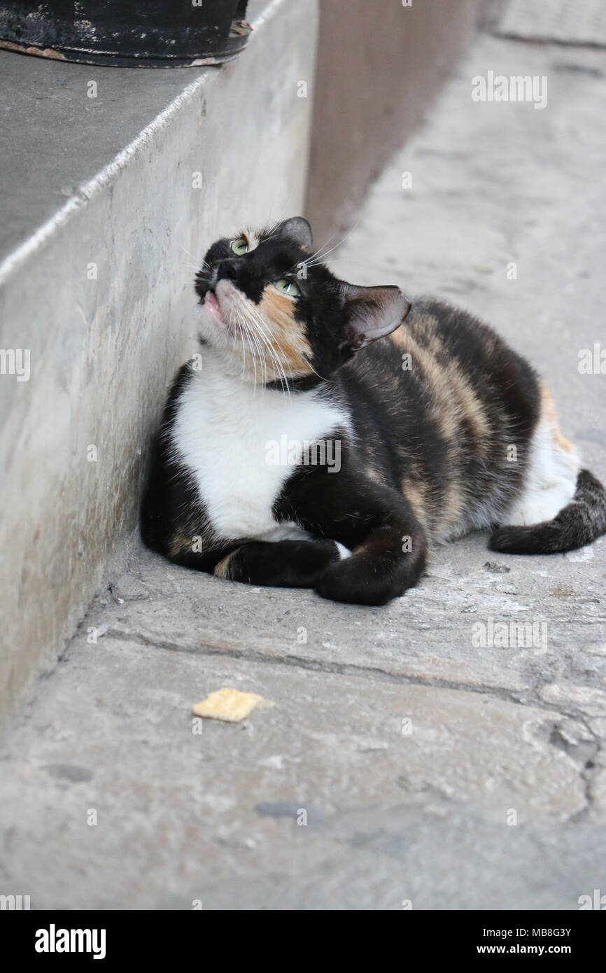 Chat dans Casco Viejo Panama Banque D'Images