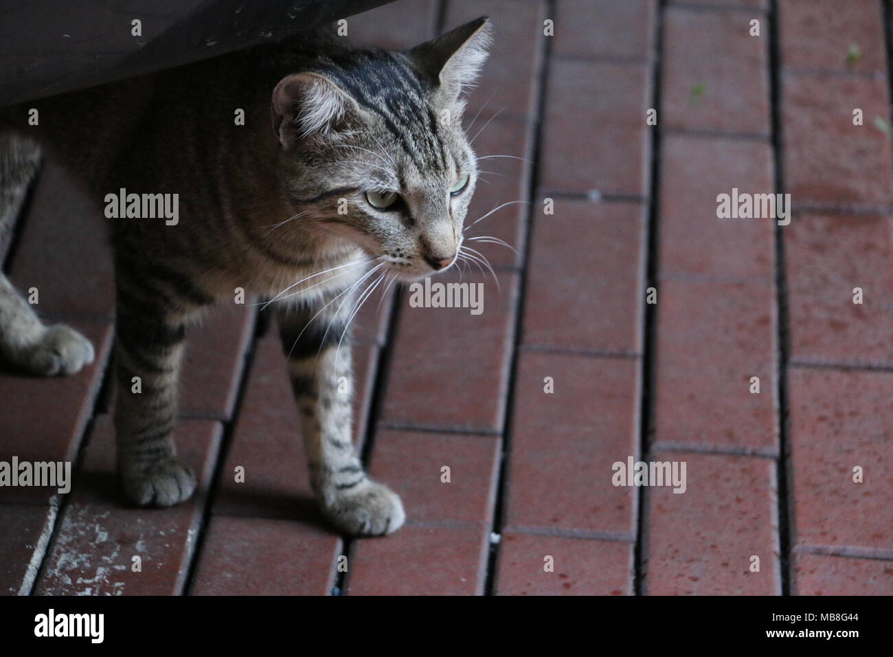 Chat dans Casco Viejo Panama Banque D'Images