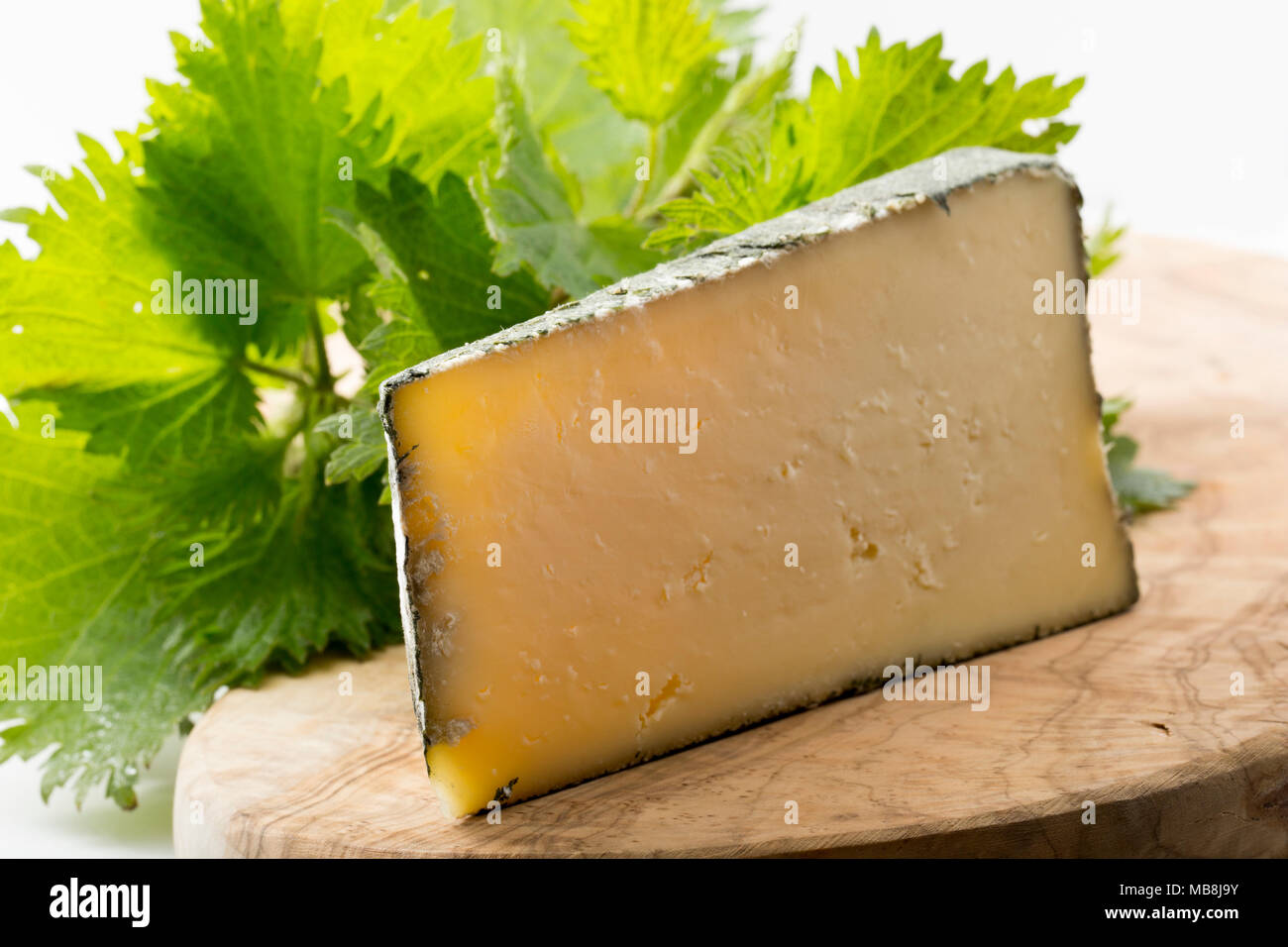 Cornish Yarg est un fromage au lait de vache et est enveloppée d'orties avant son échéance. On voit ici sur une planche avec des orties. UK Banque D'Images