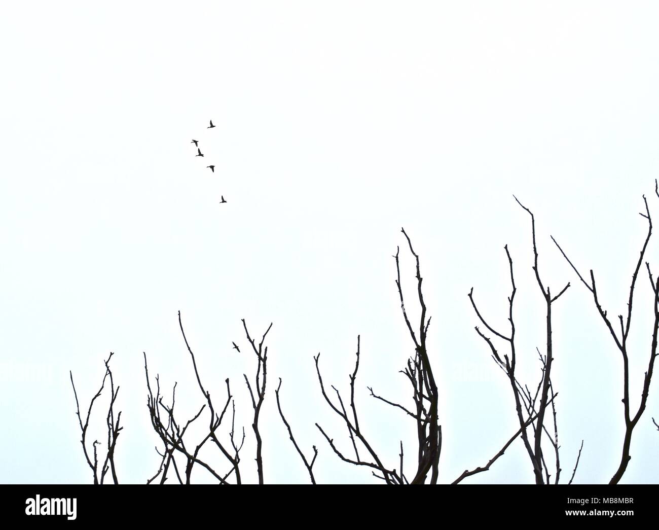Noir et blanc oiseaux volant au-dessus des arbres silhouette Banque D'Images
