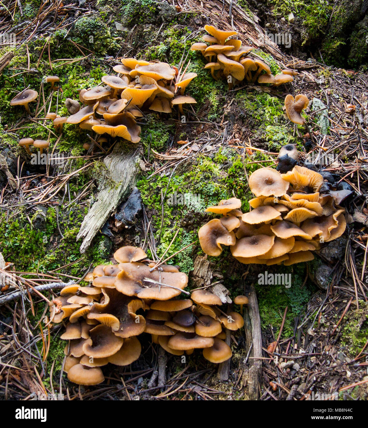 L'Armillaria tabescens. Des grappes de filature sans anneau champignons trouvés à l'intérieur de miel l'entrée d'une mine abandonnée dans les montagnes de granite County, Montana. Banque D'Images