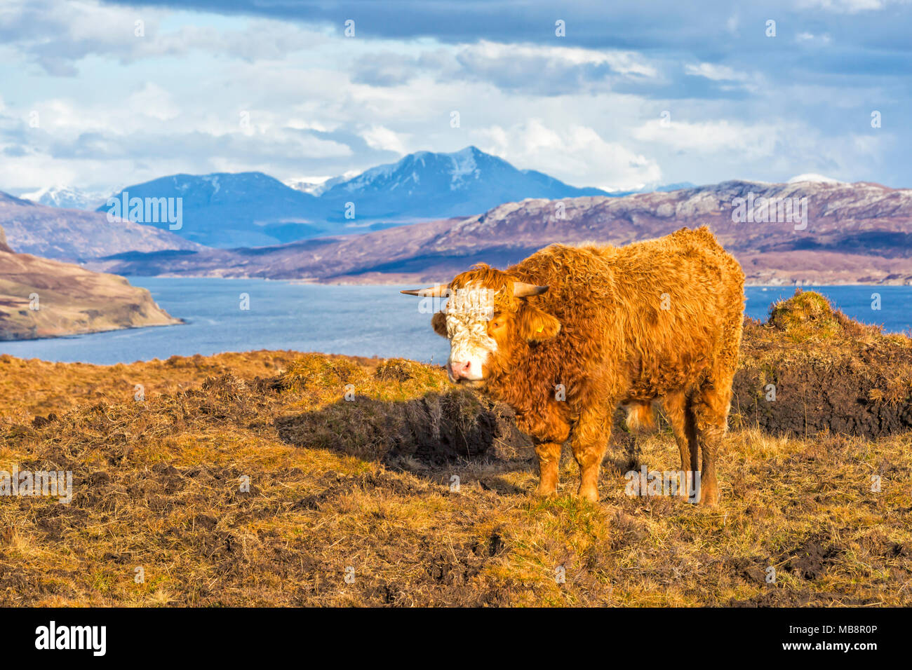 Vache Highland cattle en mode paysage sur l'île de Skye près de Elgol, Scotland, UK en Mars Banque D'Images