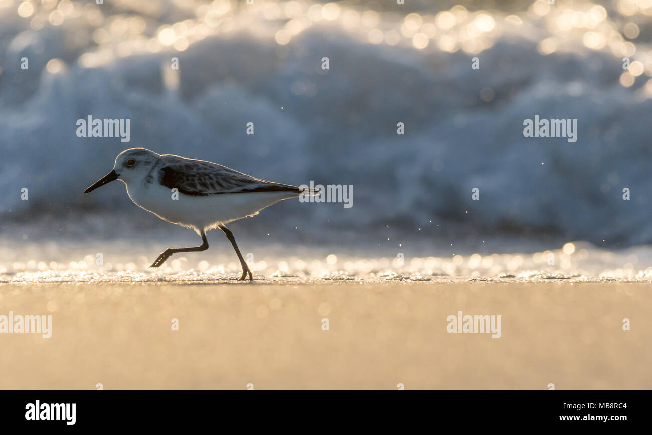 Bécasseau sanderling (Calidris alba) le long de la plage en Floride, USA. Banque D'Images