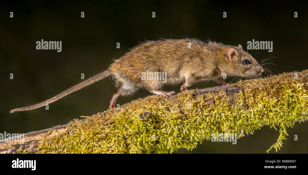 Strong Wild rat surmulot (Rattus norvegicus) tournant sur se connecter la nuit. Photographie image haute vitesse Banque D'Images Strong Wild rat surmulot (Rattus norvegicus) tournant sur se connecter la nuit. Photographie image haute vitesse Banque D'Images