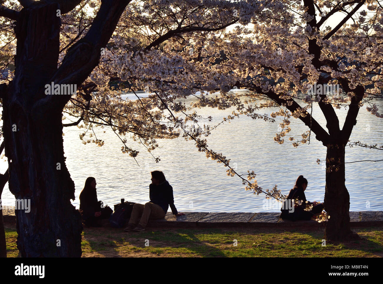 La silhouette du cherry blossom et couple, Washington DC Banque D'Images