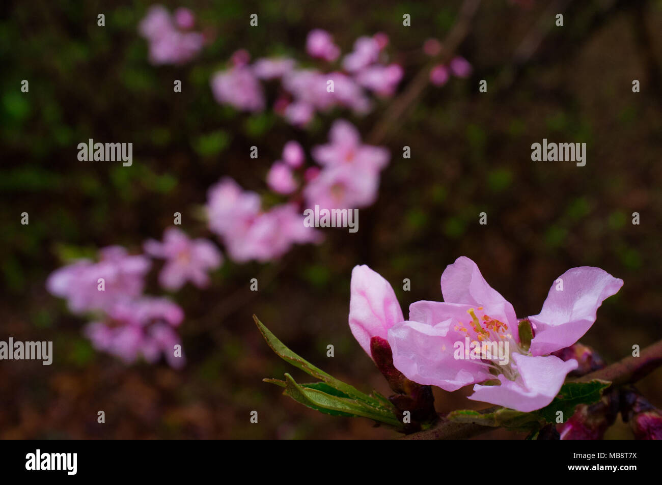 Une petite fleur de cerisier rose se déploie sur la fin d'une branche dans le parc Namsan à Séoul, Corée du Sud au printemps. Banque D'Images