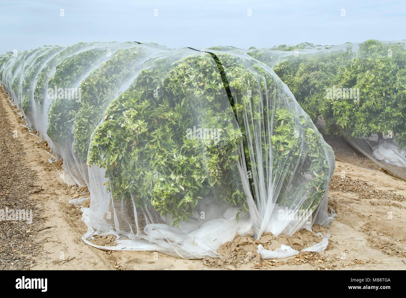 ''La protection de compensation' Clémentine orange Mandarin orchard contre la pollinisation croisée, le polyéthylène à mailles fines, Banque D'Images