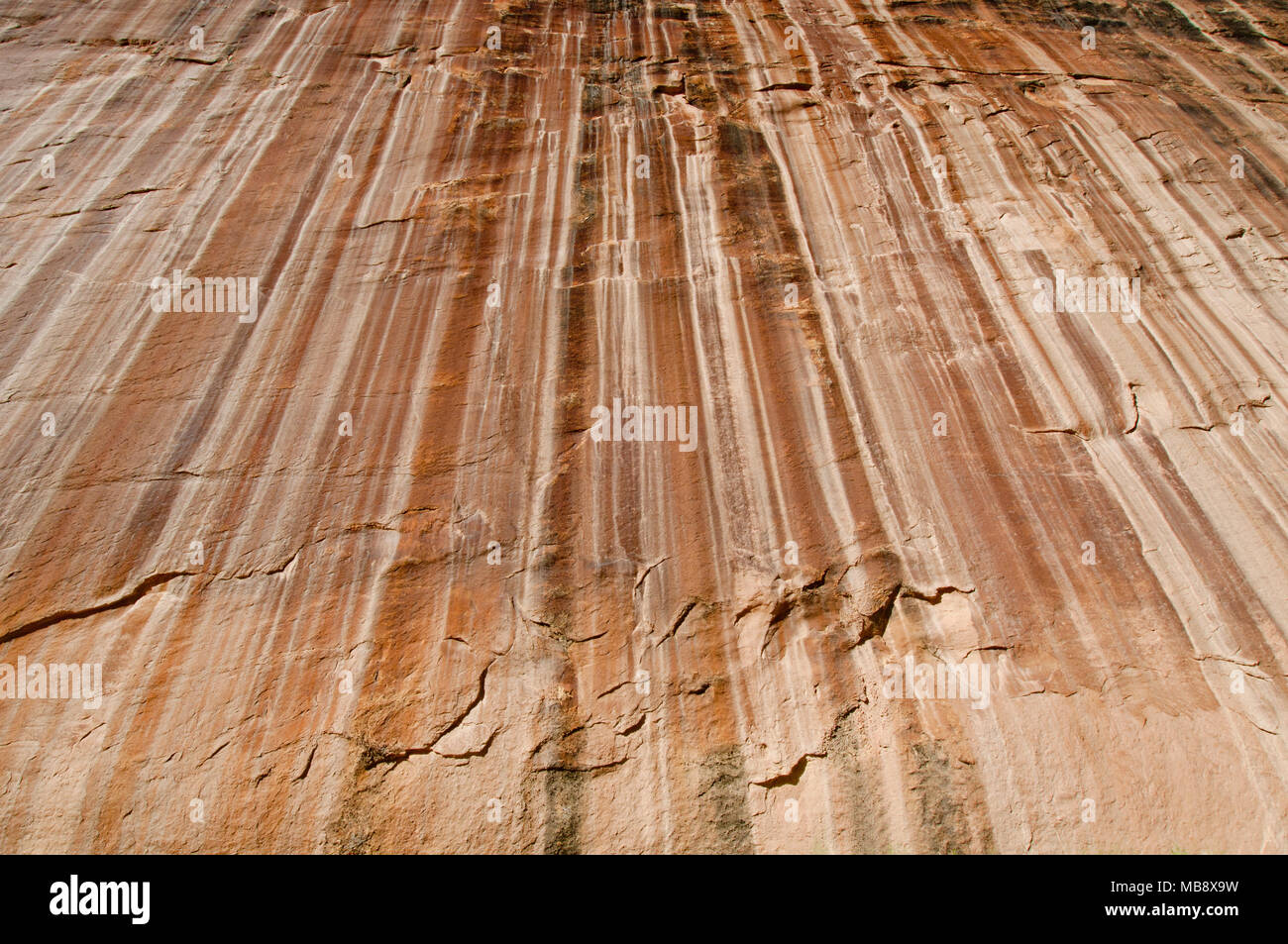 Vernis du désert sur falaise de grès Navajo vu de trail à abaisser Calf Creek Falls dans le Grand Staircase-Escalante National Monument dans le sud de l'Utah Banque D'Images