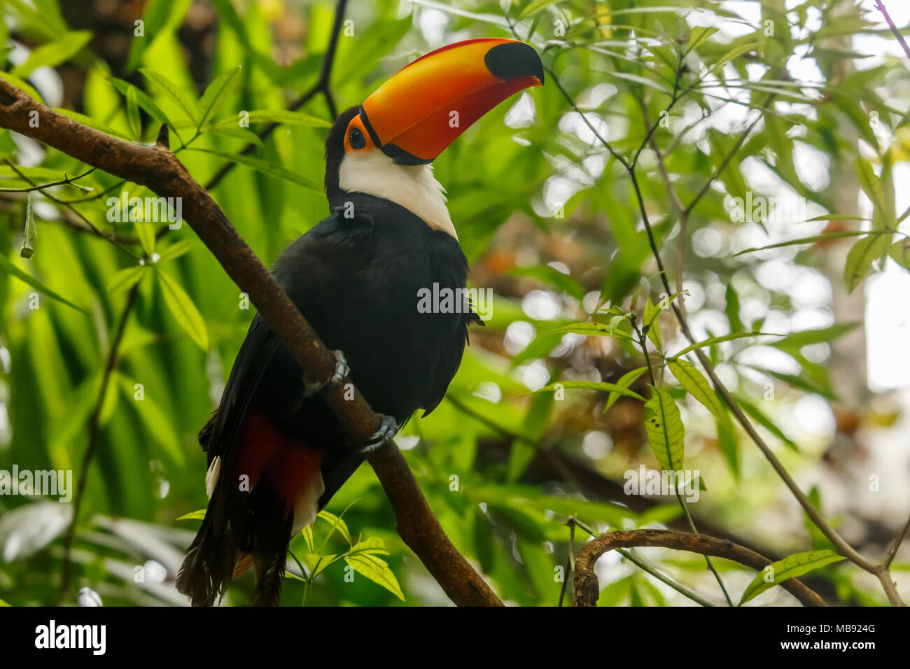 Gros bec orange toucan assis sur la branche dans la forêt tropicale de Foz do Iguazu forest, Brésil Banque D'Images