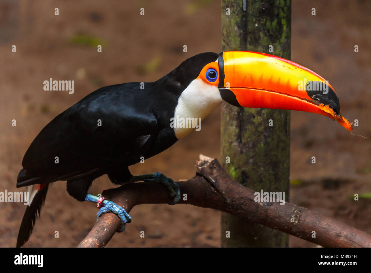 Gros bec orange toucan assis sur la branche dans la forêt tropicale de Foz do Iguazu forest, Brésil Banque D'Images