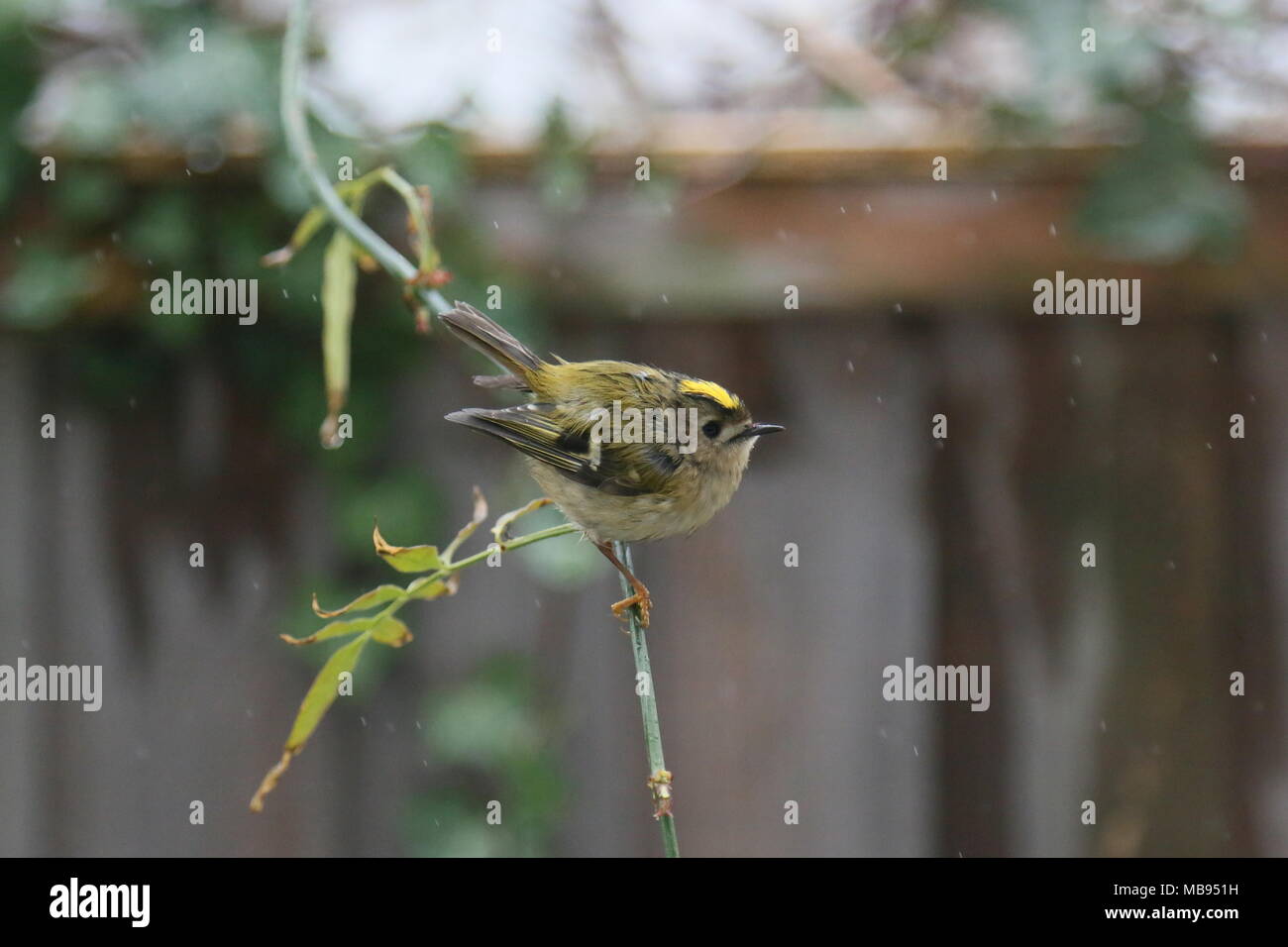 Goldcrest Regulus Regulus Plus Petit Oiseau De La Grande