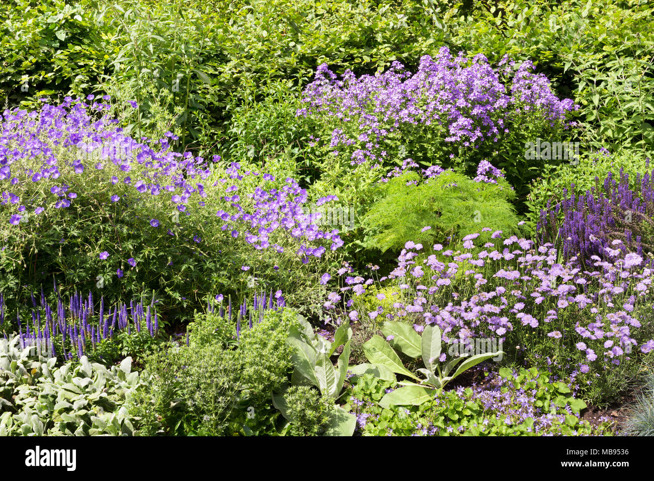 Différentes fleurs violettes à Regent Park à Londres, Royaume-Uni Banque D'Images