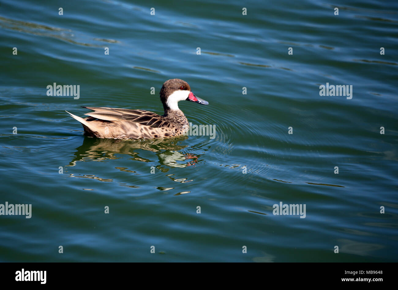 White-cheeked Pintalil Canard, Great Salt Pond, Philipsburg Banque D'Images