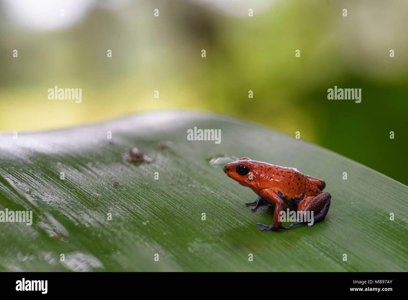 Red Poison Dart Frog - Oophaga pumilio, belle rouge bleu pattes rouges de l'Amérique centrale, Costa Rica. Banque D'Images