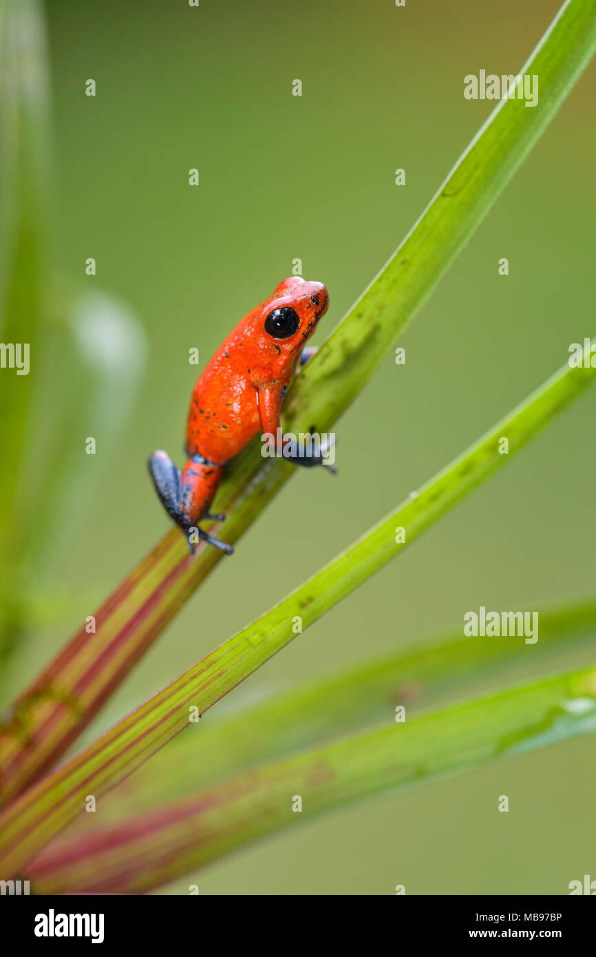 Red Poison Dart Frog - Oophaga pumilio, belle rouge bleu pattes rouges de l'Amérique centrale, Costa Rica. Banque D'Images