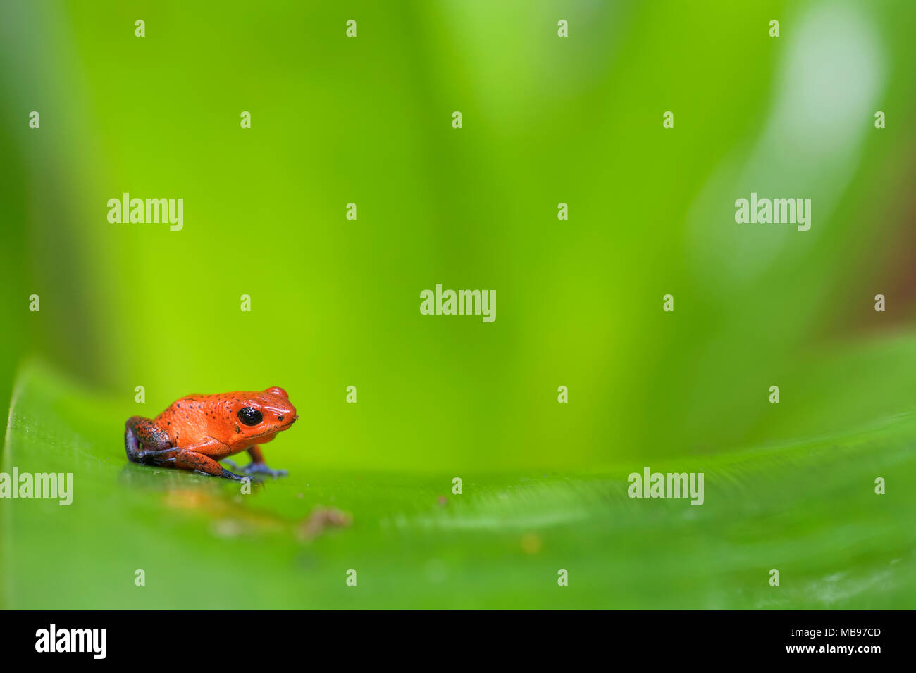 Red Poison Dart Frog - Oophaga pumilio, belle rouge bleu pattes rouges de l'Amérique centrale, Costa Rica. Banque D'Images
