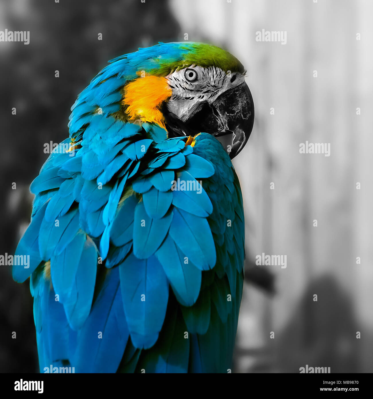 Macaw parrot composition carré portrait contact oculaire close up shot Banque D'Images