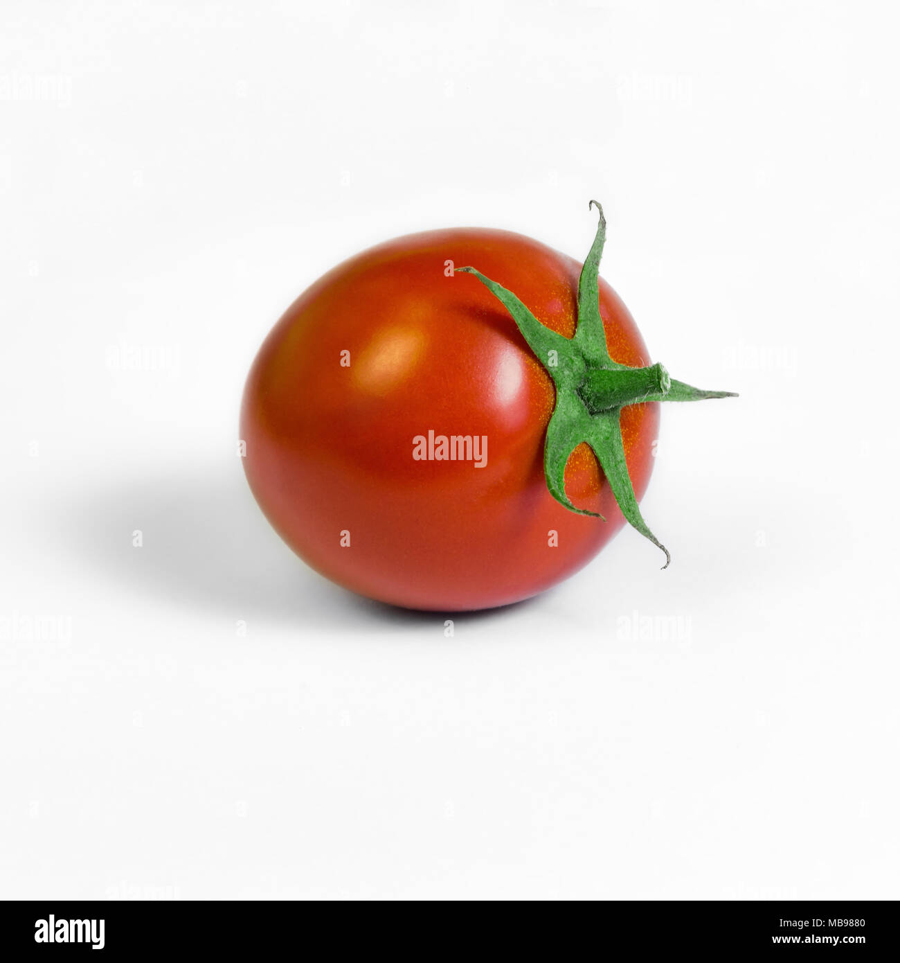 Tomate prune unique venu fond blanc composition carrée. Banque D'Images