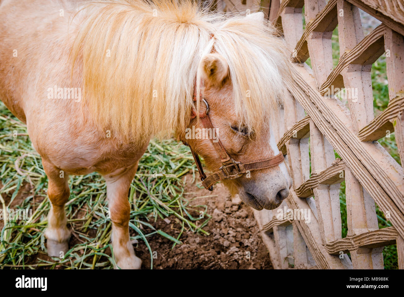 Pony par la clôture à zoo safari seul et triste. Banque D'Images
