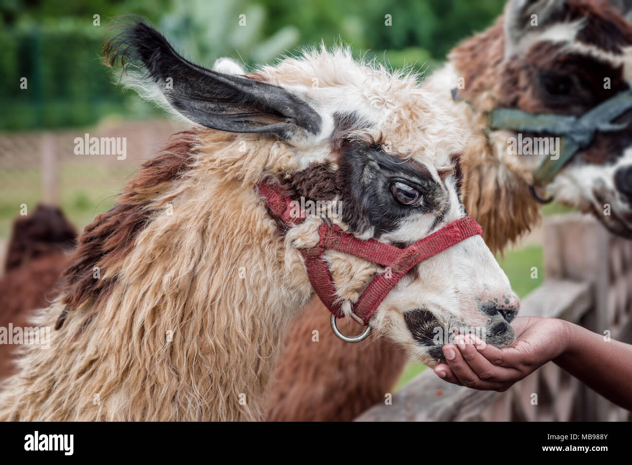 Lama alimentation animal au zoo safari animal apprivoisé mangeant de la main du visiteur fourrure douce floue Banque D'Images