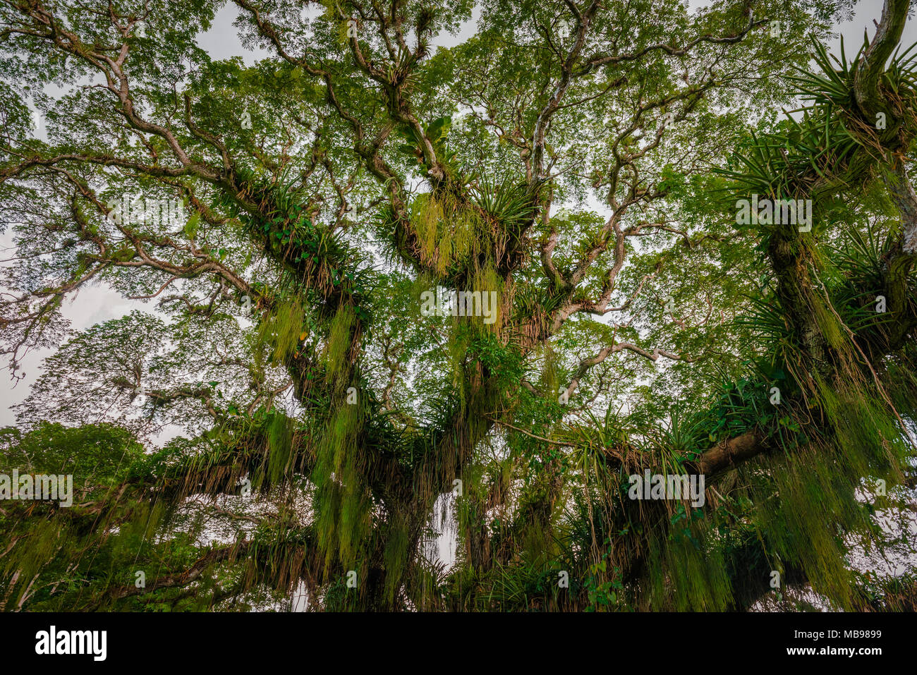 Grand arbre de la forêt tropicale large vu du dessous Caraïbes Trinité-et-Tobago Banque D'Images