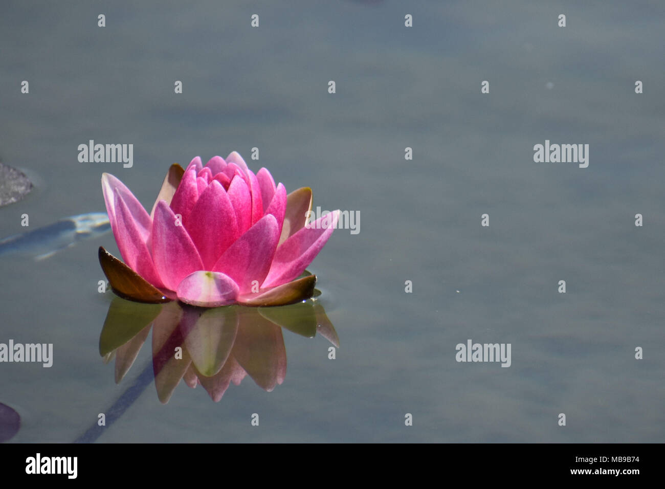 Water Lily Pond sur Hot-Pink Banque D'Images