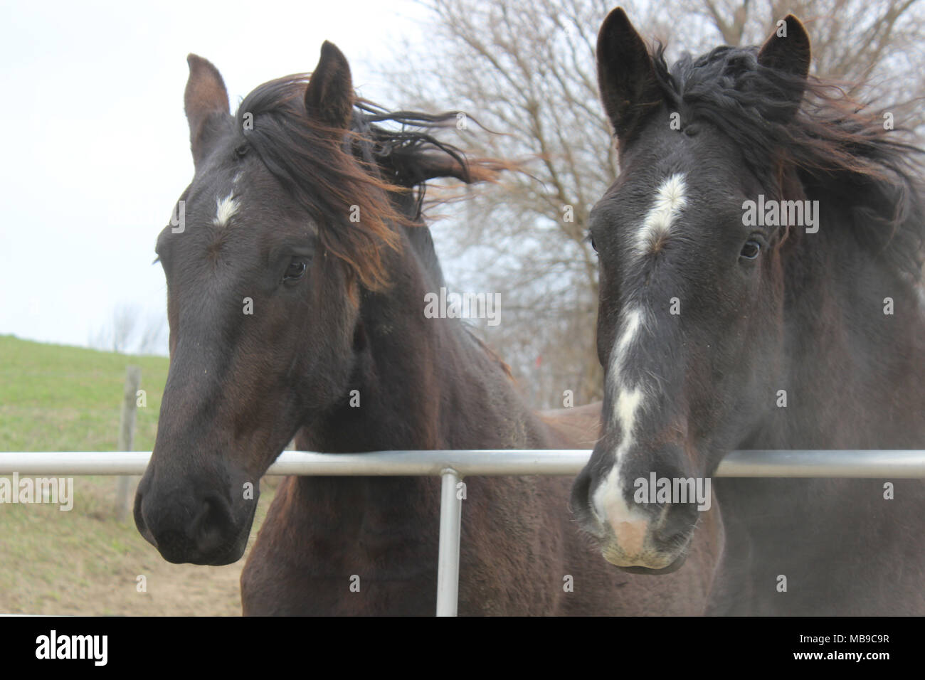 Le vent dans vos cheveux et de la fumée dans le visage ; les chevaux au pâturage Amish Banque D'Images
