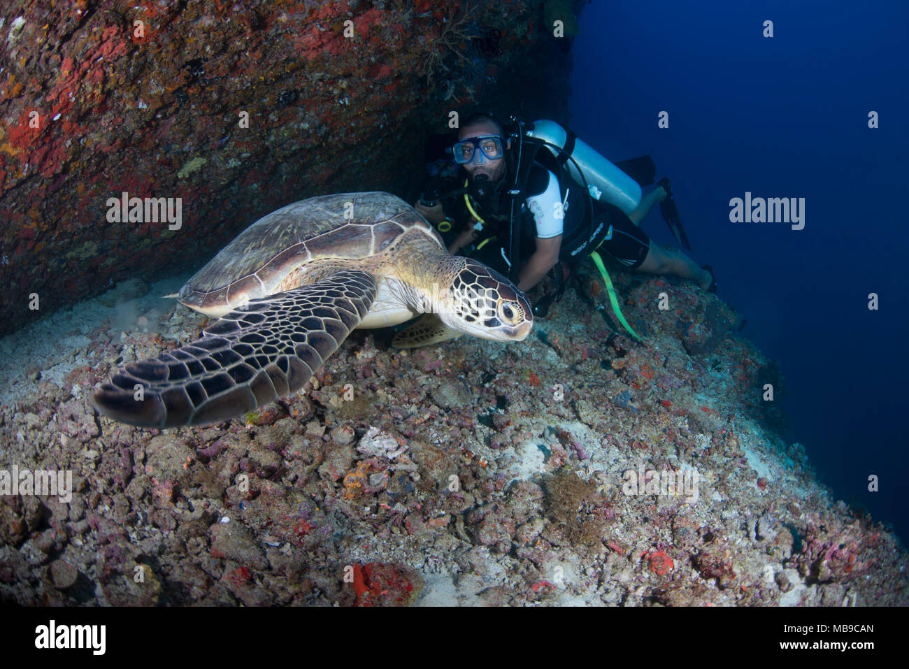 Plongeur avec une énorme tortue dans les Maldives Banque D'Images