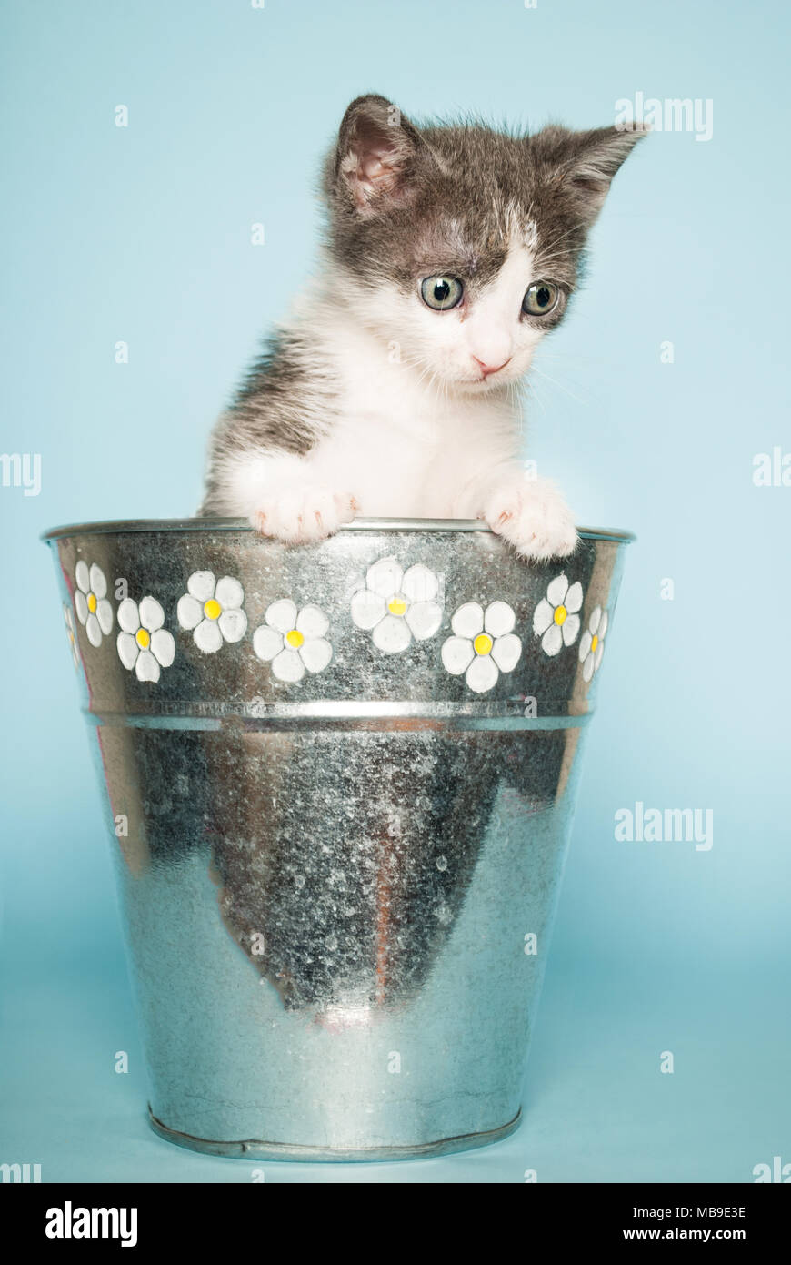 Mignon Bebe Chat Dans Le Panier De Fleurs Sur Fond Bleu Photo Stock Alamy
