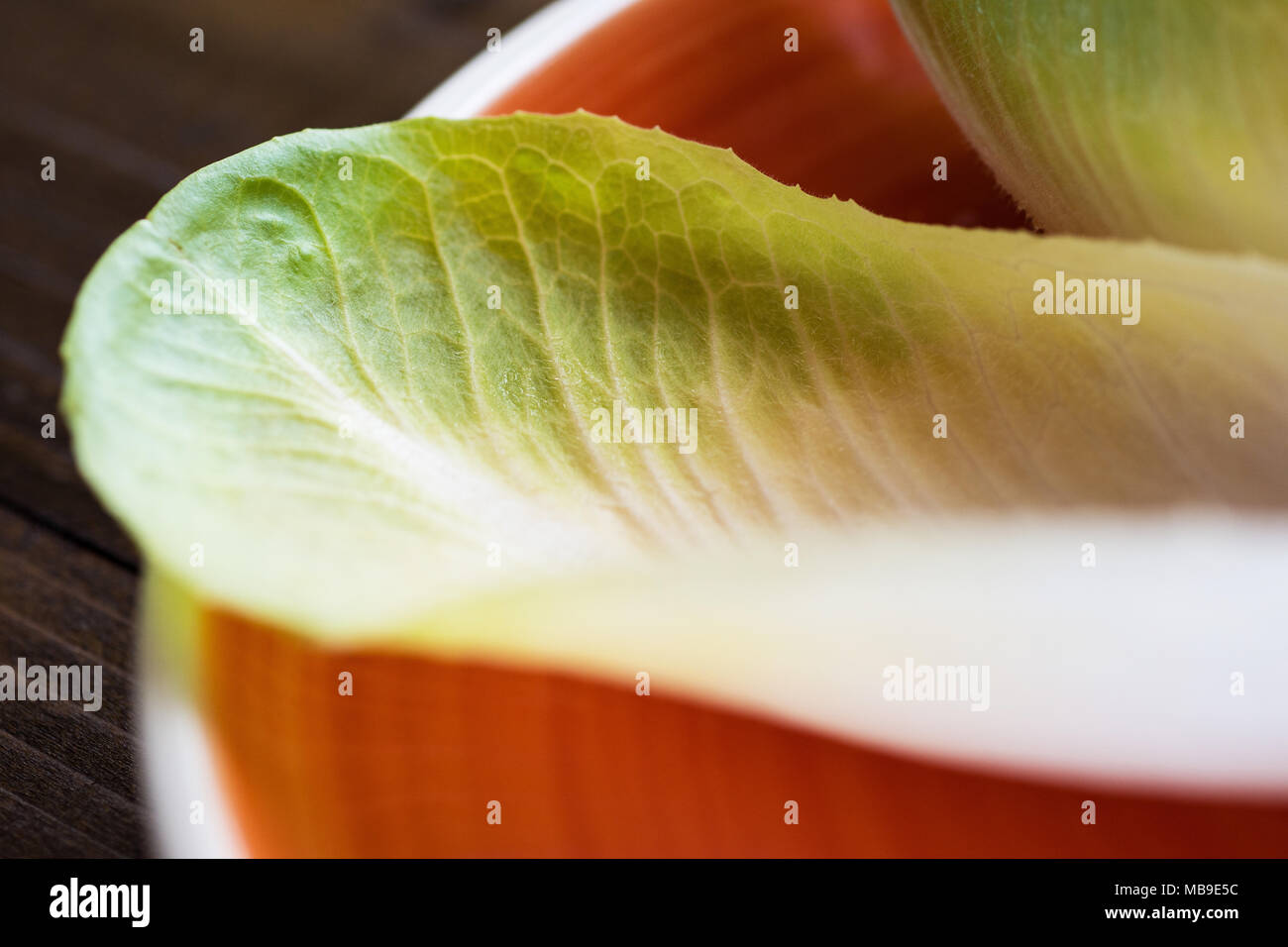 La chicorée salade fraîche. Matières organiques Witloof alimentation saine. Banque D'Images