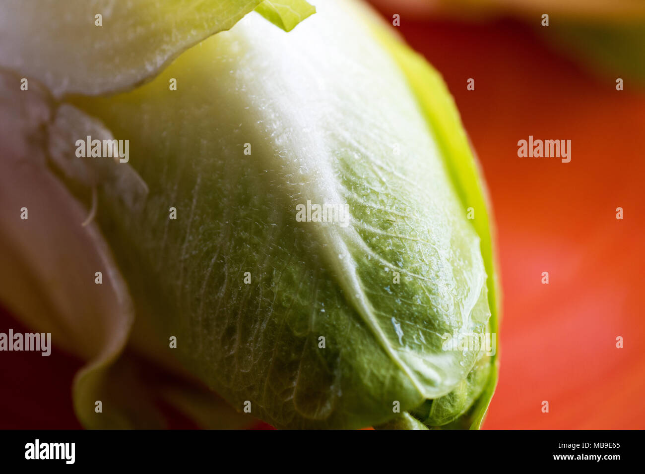 La chicorée salade fraîche. Matières organiques Witloof alimentation saine. Banque D'Images